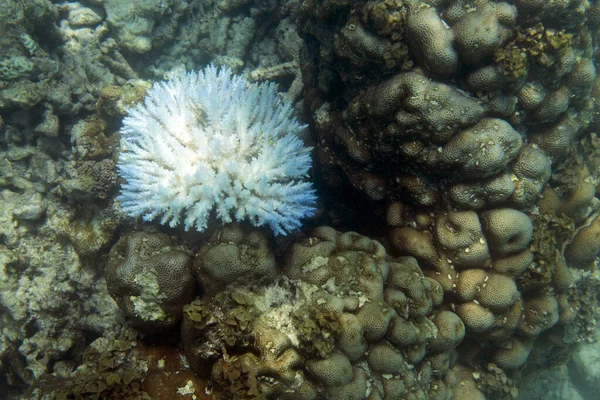 Climate Change Killing Corals Seychelles — Stock Photo, Image