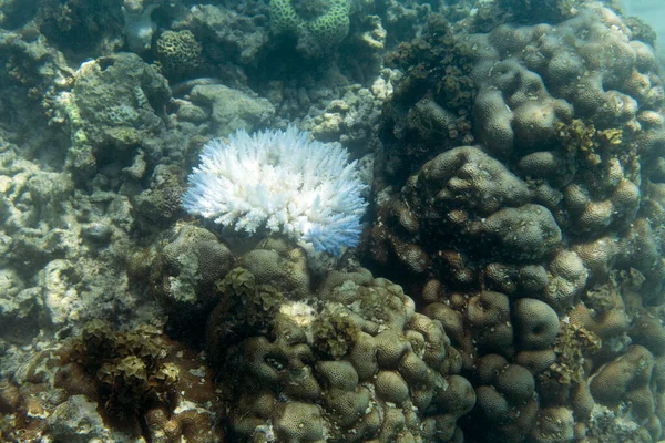 Klimatförändringen Dödar Koraller Seychellerna — Stockfoto
