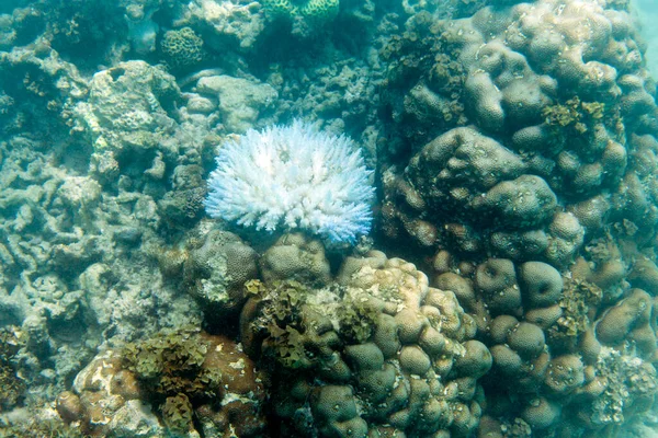 Cambio Climático Está Matando Corales Seychelles —  Fotos de Stock