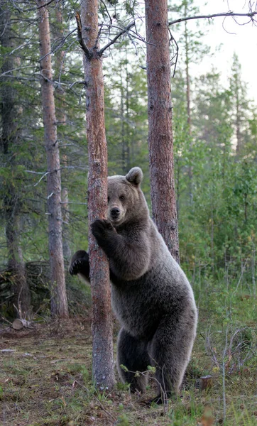 Фото Дикого Коричневого Ведмедя Фінляндії — стокове фото