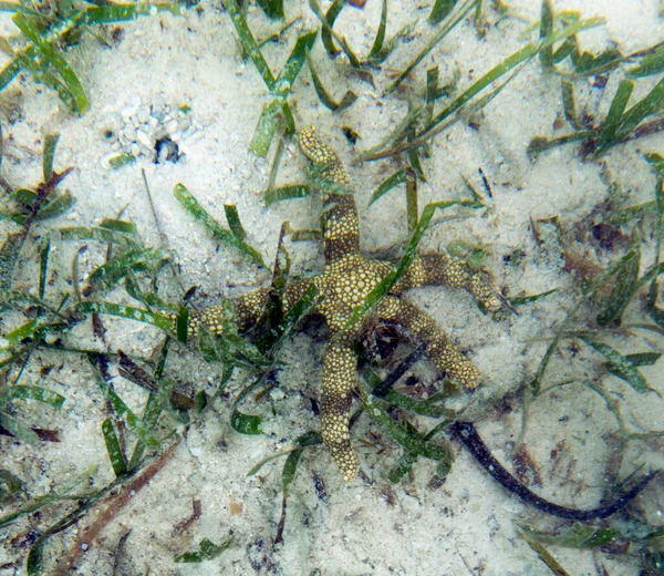 Zicht Zeesterren Zeesterren Indonesië — Stockfoto