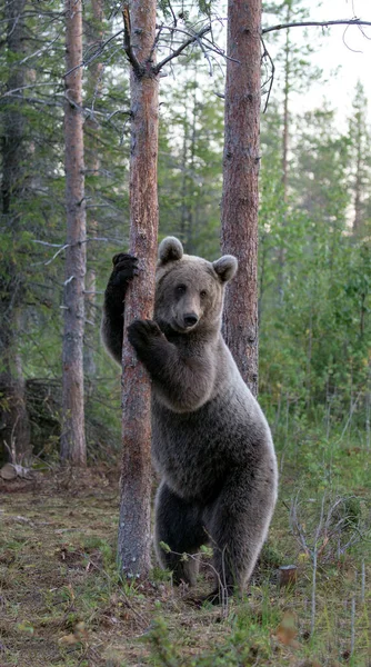 Foto Van Een Wilde Bruine Beer Finland — Stockfoto