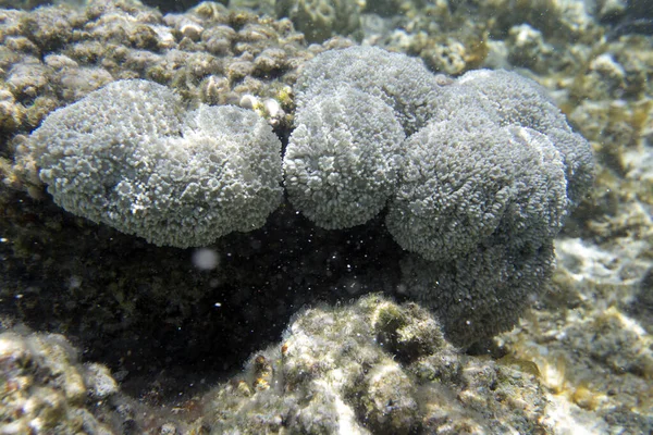 Vista Corales Colores Nueva Caledonia —  Fotos de Stock