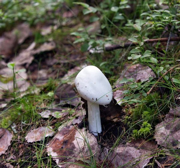 Blick Auf Den Tödlichen Giftpilz Amanita Bisporigera Finnland — Stockfoto