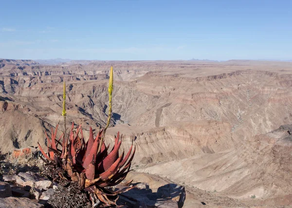 Aloë Plant Groeiend Vis Rivier Canyon Namibië — Stockfoto
