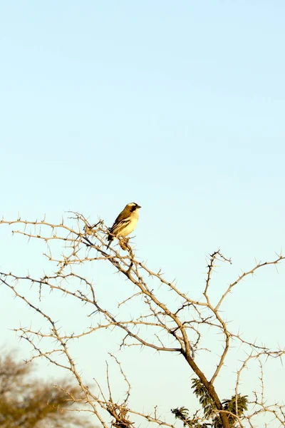 Vista Pájaro Tejedor Gorrión Ceja Blanca —  Fotos de Stock