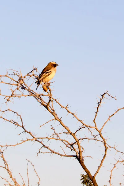 Vue Oiseau Tisserand Moineau Blanc Bruni — Photo