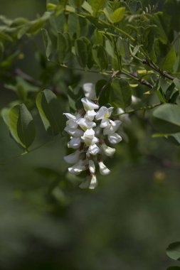 İtalya 'nın kuzeyindeki Robinia çiçeğinin yakın görüntüsü