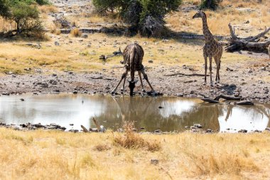Namibya 'da içen bir çift zürafanın görüntüsü