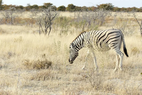 Vista Zebra Savana Namíbia — Fotografia de Stock