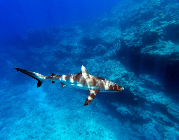 Yeni Kaledonya Yüzerken Köpekbalıklarının Yakın Görüntüsü — Stok fotoğraf