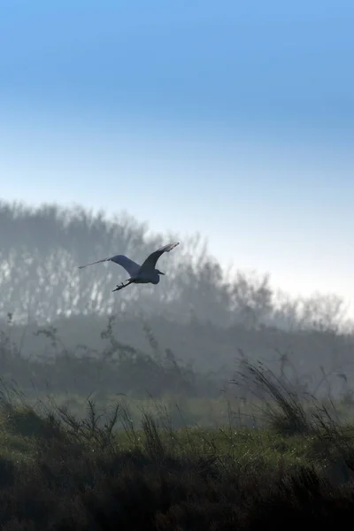 Άποψη Ενός Μεγάλου Egret Στην Ιταλία — Φωτογραφία Αρχείου