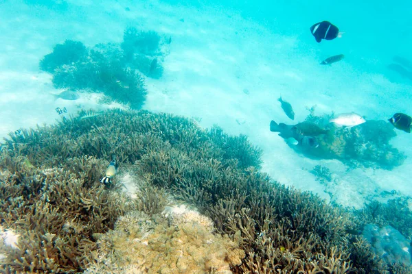 Photo Lagoon New Caledonia — Stock Photo, Image