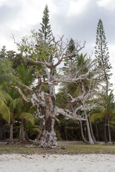 Foto Nature Ile Des Pins Nueva Caledonia —  Fotos de Stock