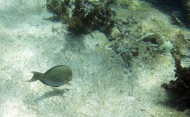 Seyşeller Denizi 'nde çizgili cerrah balığı manzarası