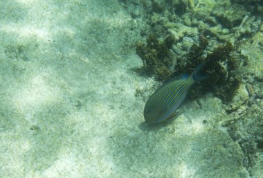 Seyşeller Denizi 'nde çizgili cerrah balığı manzarası