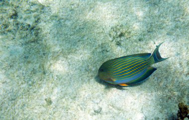 Seyşeller Denizi 'nde çizgili cerrah balığı manzarası