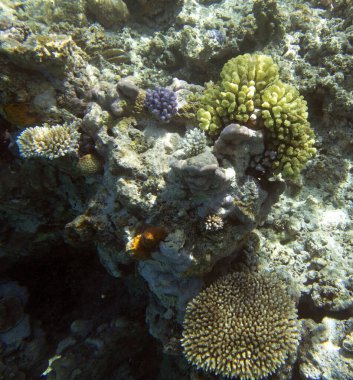 Yeni Kaledonya 'daki mercan resifinin manzarası