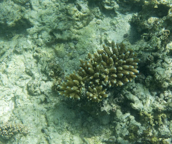 Veduta Del Corallo Acropora Nel Mare Delle Seychelles — Foto Stock