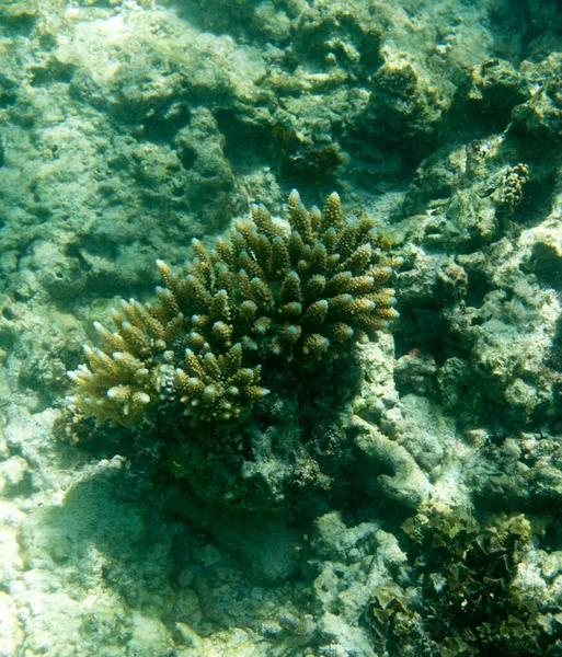 Вид Коралловые Рифы Сейшельском Море — стоковое фото