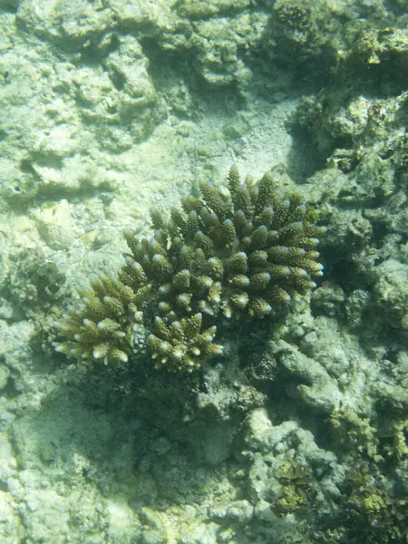 Pohled Akroporský Korál Seychelském Moři — Stock fotografie