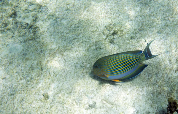 Vue Des Poissons Chirurgiens Bordés Dans Mer Des Seychelles — Photo