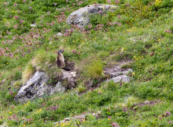 Veduta Della Marmotta Nel Nord Italia — Foto Stock