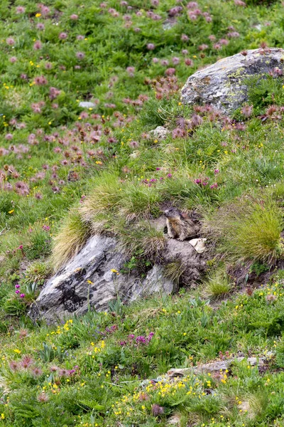 Uitzicht Marmot Noord Italië — Stockfoto