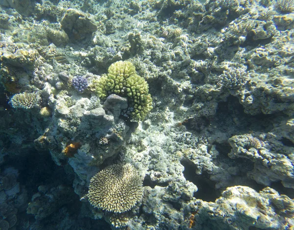 Veduta Della Barriera Corallina Nuova Caledonia — Foto Stock