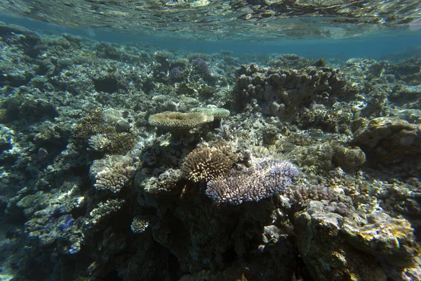 View Coral Reef New Caledonia — Stock Photo, Image