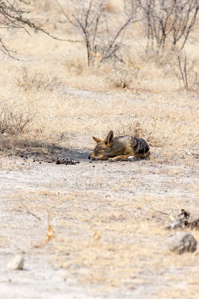 Blick Auf Schlafende Schakale Namibia — Stockfoto
