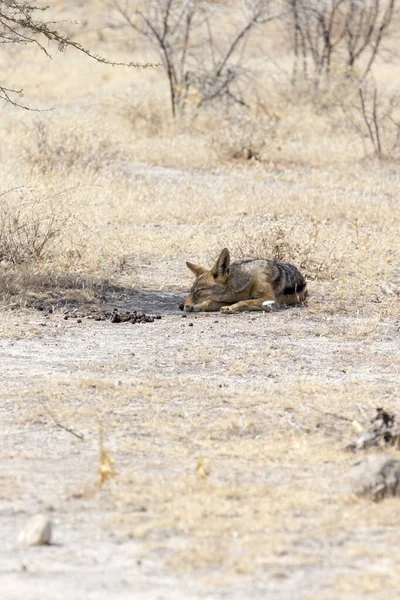 View Jackal Sleeping Namibia — Stock Photo, Image