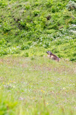 İtalya 'nın kuzeyindeki dağ sıçanı manzarası