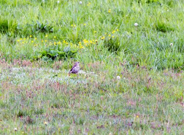 İtalya 'da karatavuk kuşu manzarası