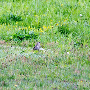 İtalya 'da karatavuk kuşu manzarası