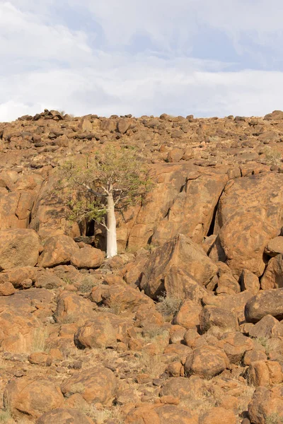 Foto Tres Desierto Roca Namibia — Foto de Stock