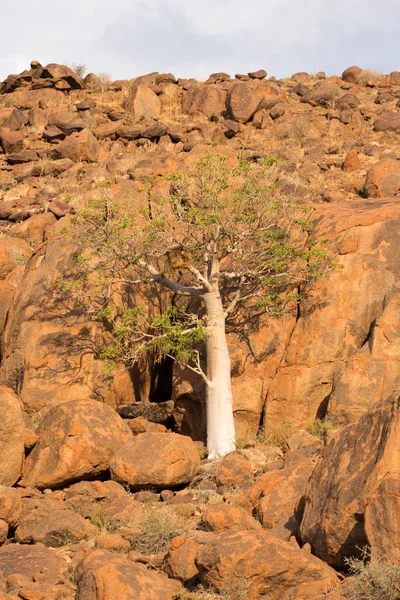 Foto Tres Desierto Roca Namibia — Foto de Stock