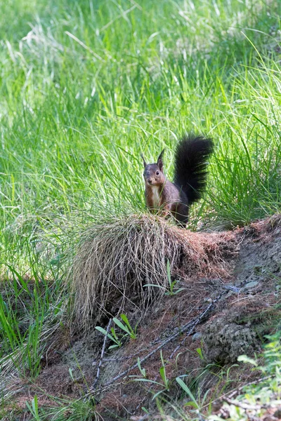 View Squirrel North Italy — Stock Photo, Image