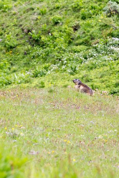 Veduta Della Marmotta Nel Nord Italia — Foto Stock