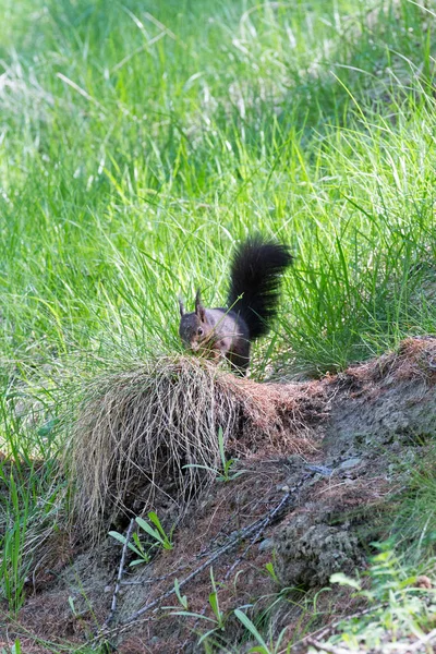 View Squirrel North Italy — Stock Photo, Image