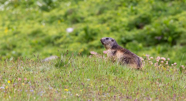 Vue Marmotte Dans Nord Italie — Photo