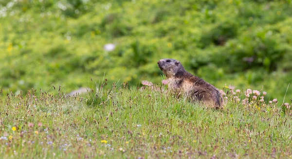 Vista Marmota Norte Italia — Foto de Stock