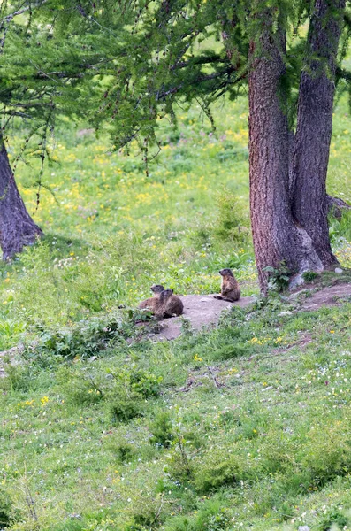 Uitzicht Marmot Noord Italië — Stockfoto