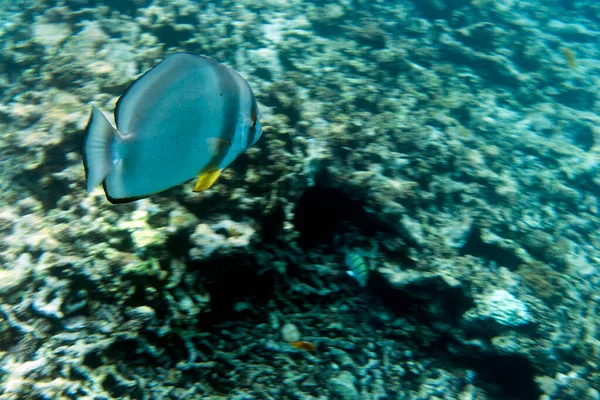 Vista Vicino Pesce Platax Nuova Caledonia — Foto Stock