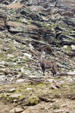 Monte Rosa, İtalya 'daki Steinbock manzarası