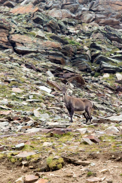 Vista Steinbock Monte Rosa Itália — Fotografia de Stock