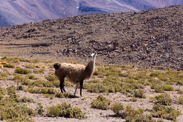 Vue Lama Parc National Miscanti Chili — Photo