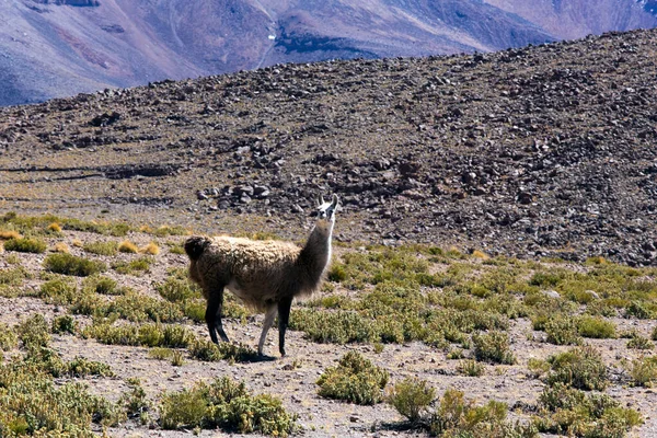 Vue Lama Parc National Miscanti Chili — Photo