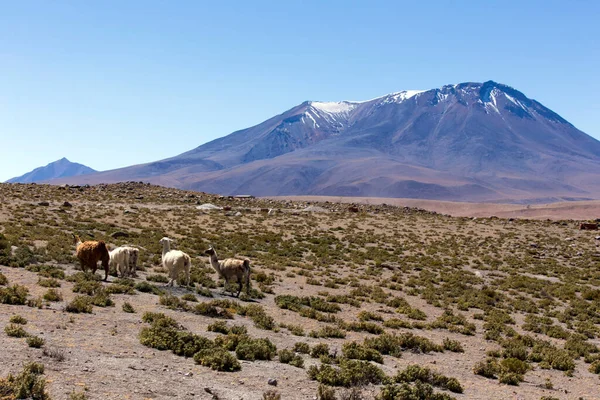 Utsikt Över Lama Miscanti Nationalpark Chile — Stockfoto