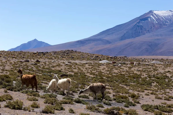 Blick Auf Lamas Miscanti Nationalpark Chile — Stockfoto